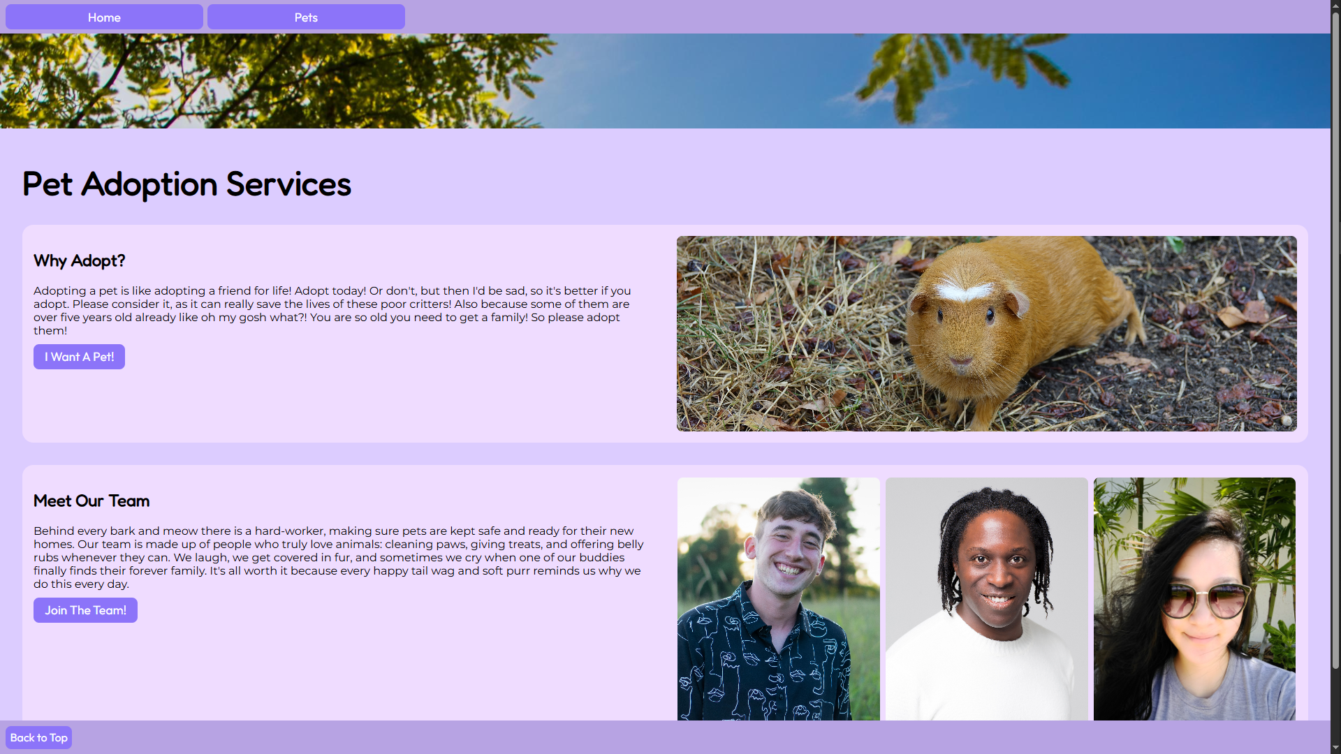 An image of the Pet Adoption Services project